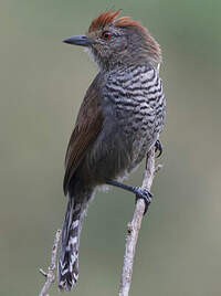 Batara à tête rousse
