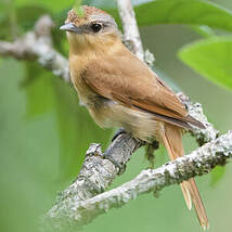 Bécarde à calotte rousse