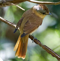Bécarde à calotte rousse