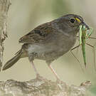 Bruant des savanes