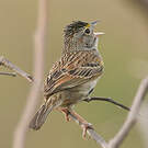 Bruant des savanes