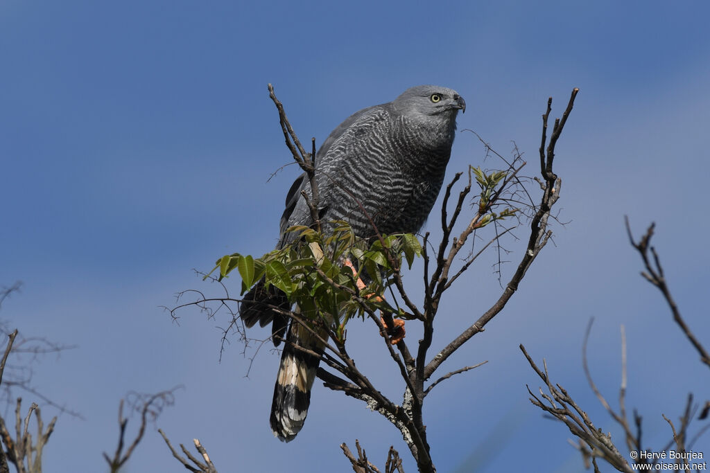 Buse échasseadulte, portrait, composition