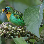 Calliste de Desmarest