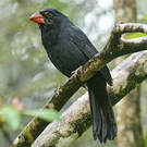 Cardinal fuligineux