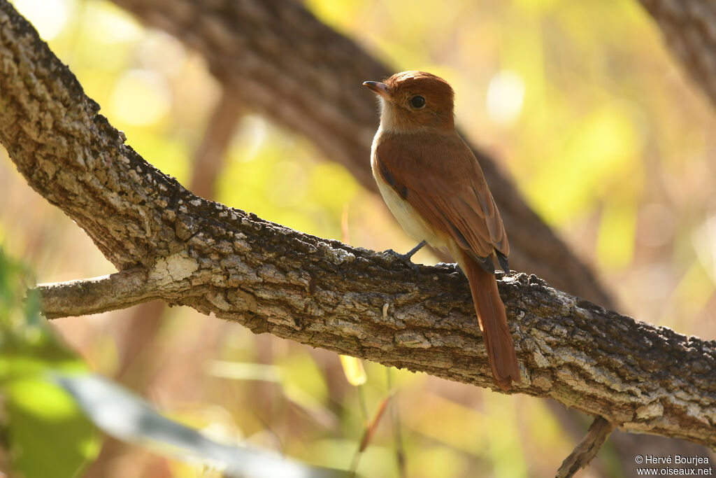 Rufous Casiornisadult, close-up portrait, aspect