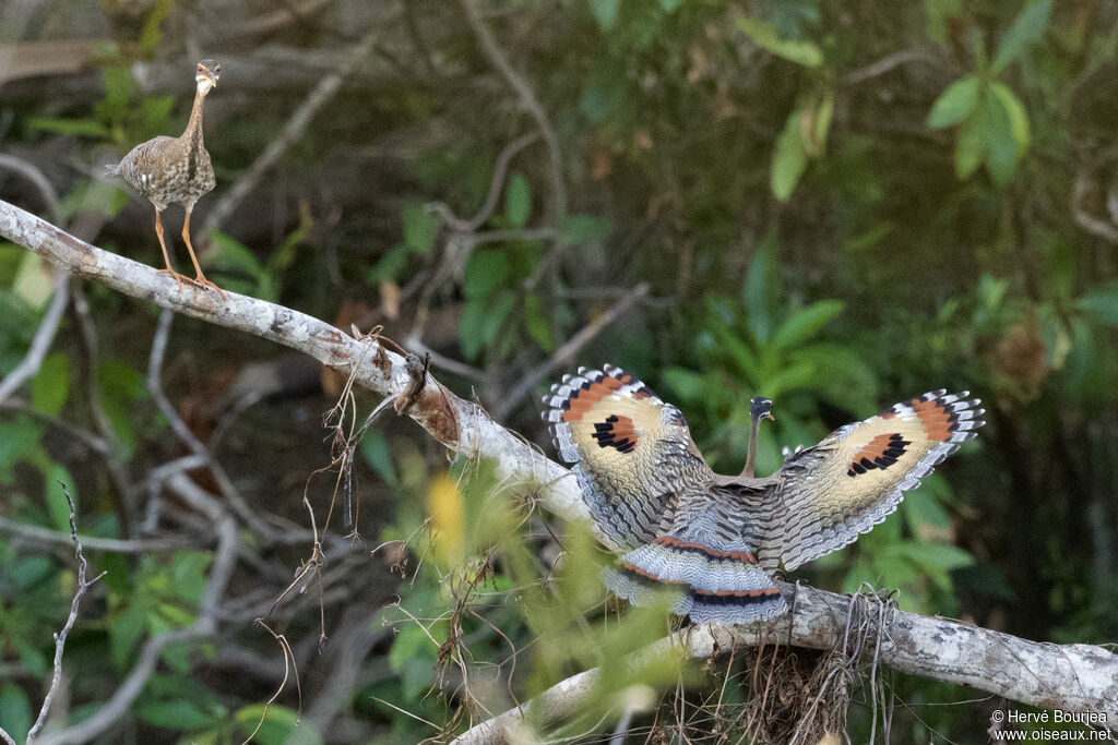 Sunbittern, aspect, pigmentation, Flight