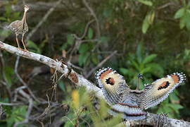 Sunbittern
