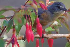 Chipiu à croupion roux