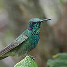 Colibri à ventre blanc
