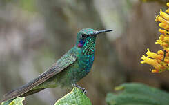 Colibri à ventre blanc