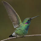Colibri à ventre blanc