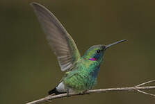 Colibri à ventre blanc
