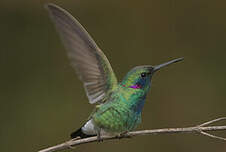 Colibri à ventre blanc