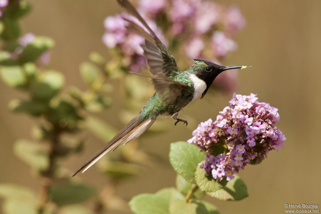 Colibri aux huppes d'or