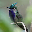 Colibri de Delalande