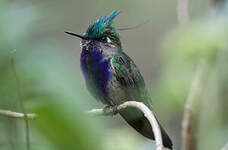 Colibri de Delalande