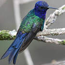 Colibri hirondelle