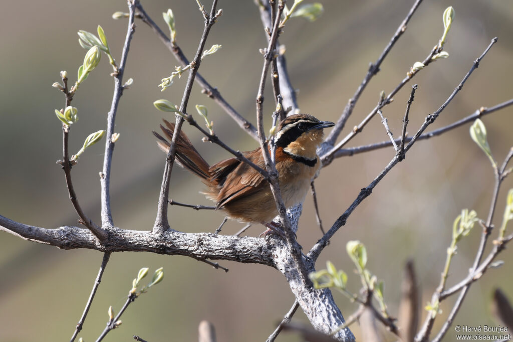 Cordon-noir à col roux