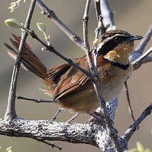 Cordon-noir à col roux