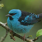 Dacnis bleu