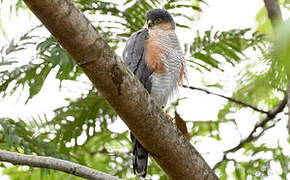 Rufous-thighed Hawk