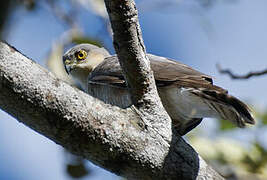 Rufous-thighed Hawk