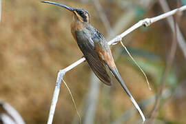Planalto Hermit