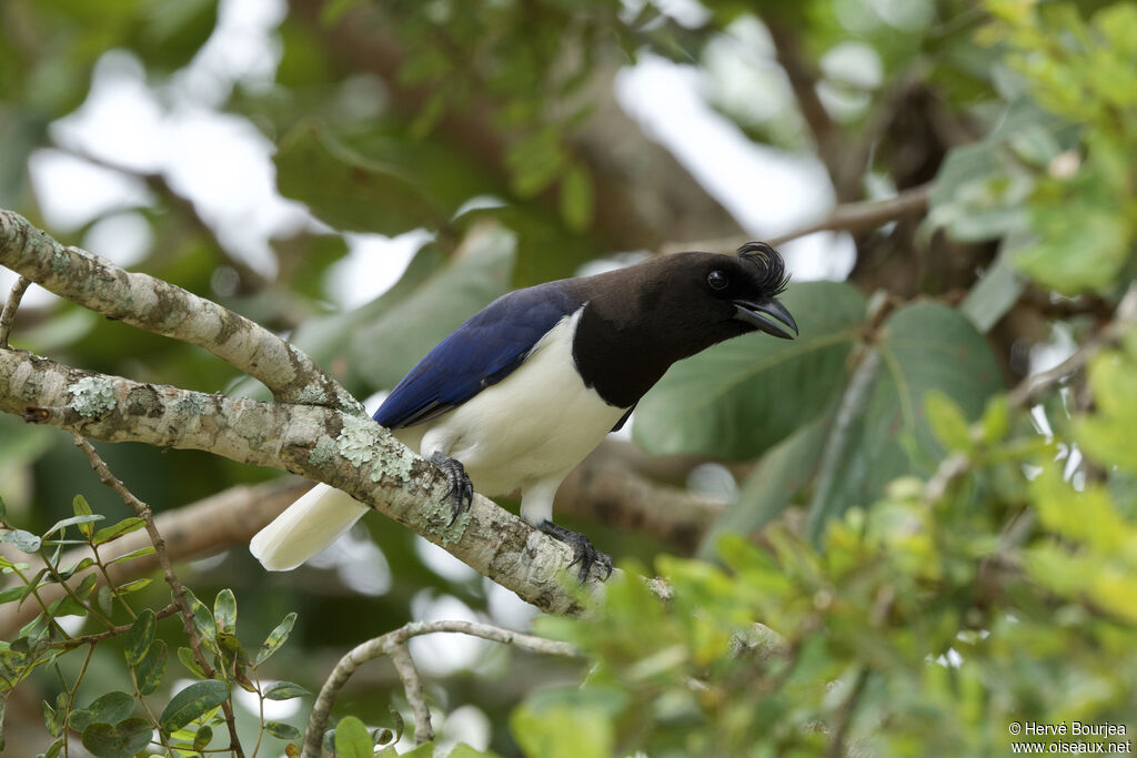 Curl-crested Jayadult, close-up portrait, pigmentation