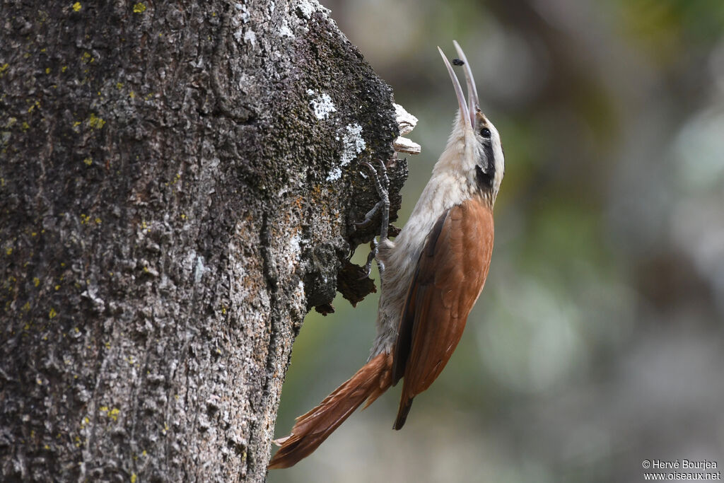 Grimpar à bec étroit