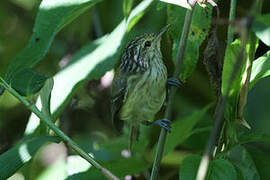 Streak-capped Antwren