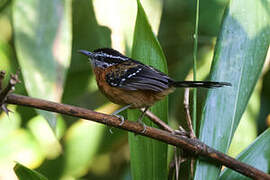 Ferruginous Antbird
