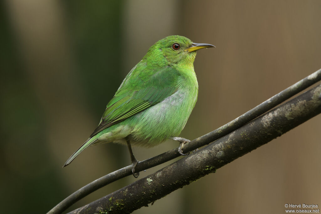 Green Honeycreeper female adult, close-up portrait, aspect, pigmentation