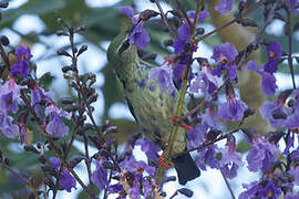 Red-legged Honeycreeper