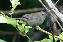 Uniform Finch