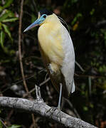 Capped Heron