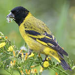 Chardonneret de Magellan