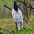 Jabiru d'Amérique