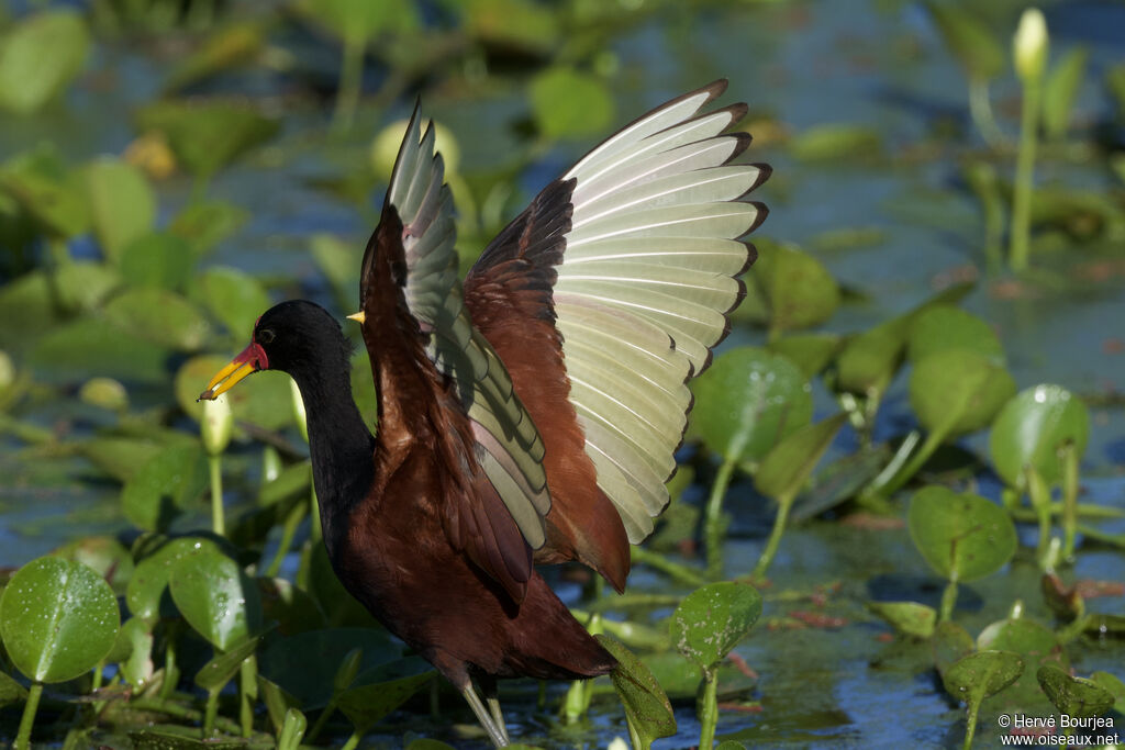 Jacana noir