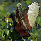 Jacana noir