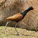 Jacana noir