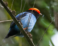 Manakin à longue queue