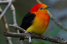 Manakin à queue barrée