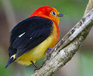 Manakin à queue barrée