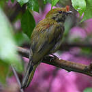 Manakin casqué