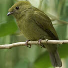 Manakin casqué
