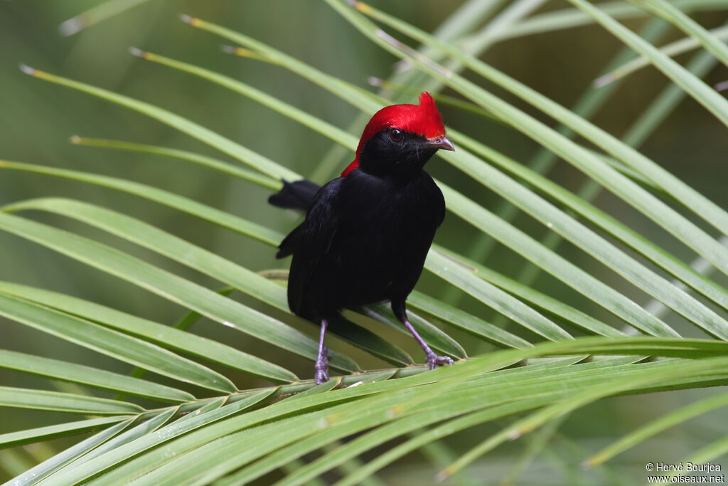 Manakin casqué mâle adulte, portrait, composition