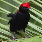 Manakin casqué
