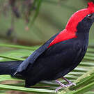 Manakin casqué