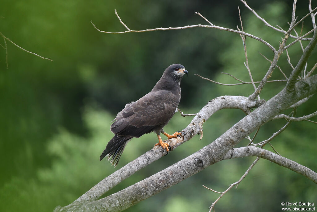 Snail Kite male adult, close-up portrait, pigmentation