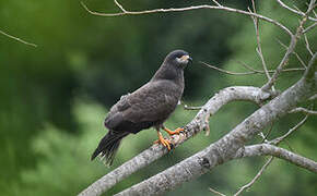 Snail Kite